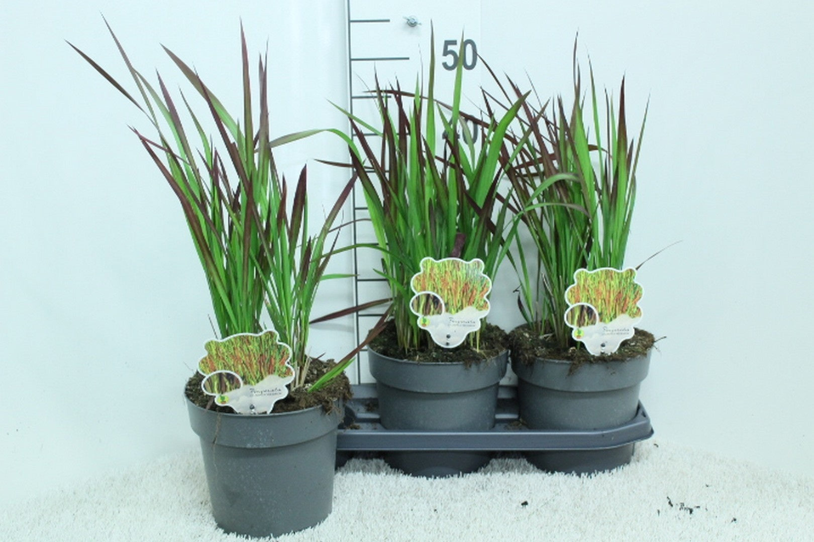 Imperata cylindrica &