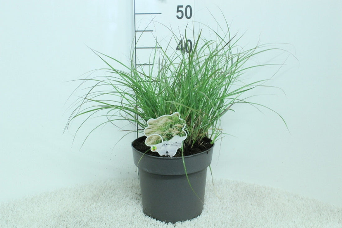 Miscanthus sin. &