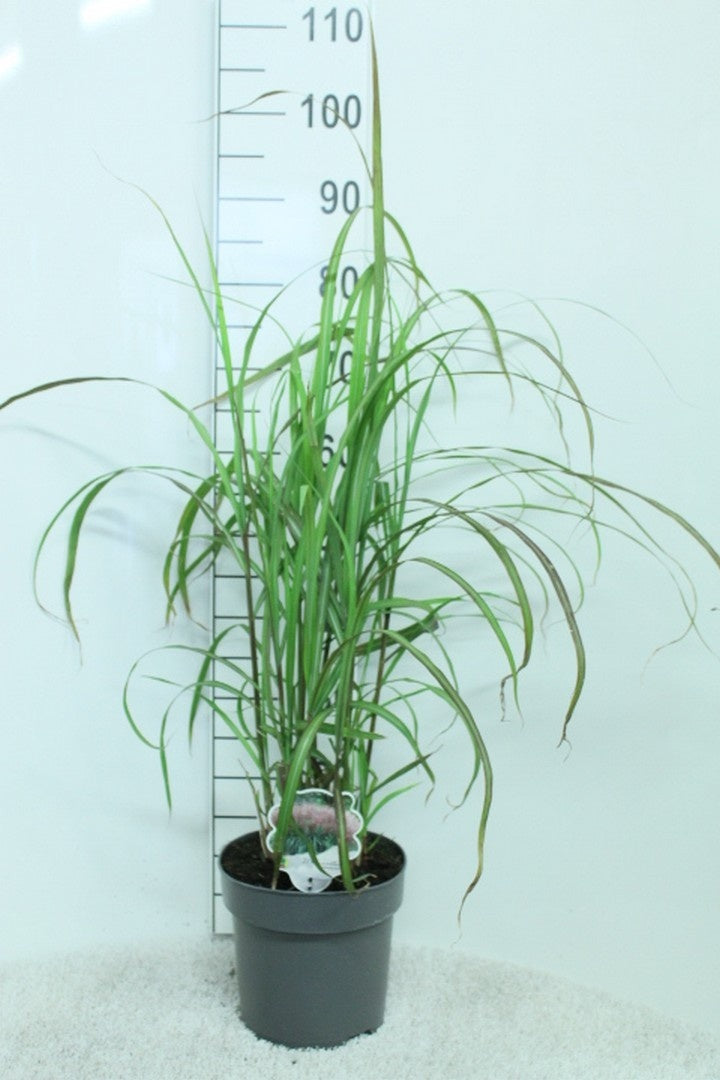 Miscanthus s. &