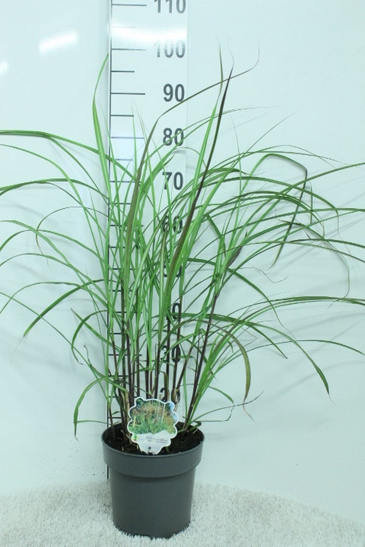 Miscanthus sinensis &