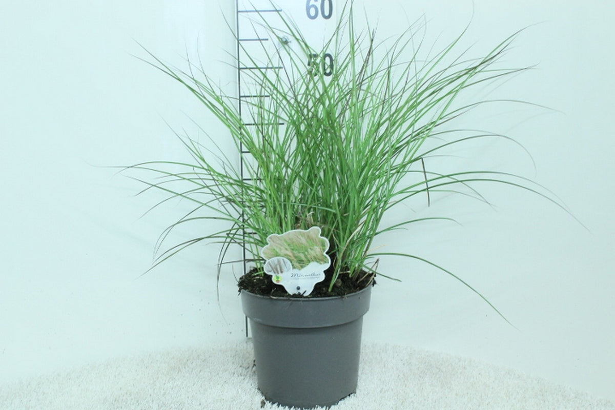 Miscanthus sin. &