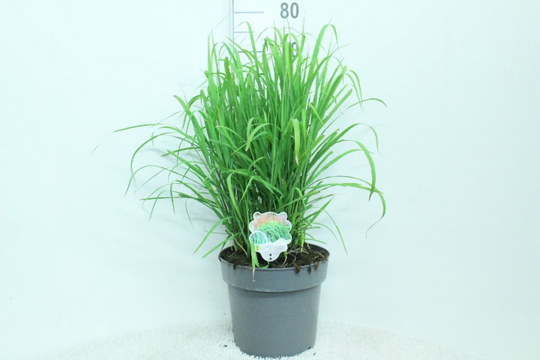 Miscanthus sinensis &