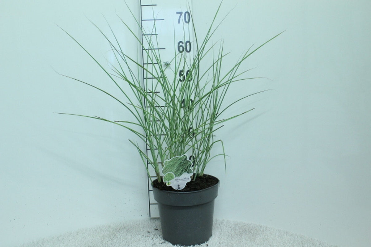 Miscanthus sin. &