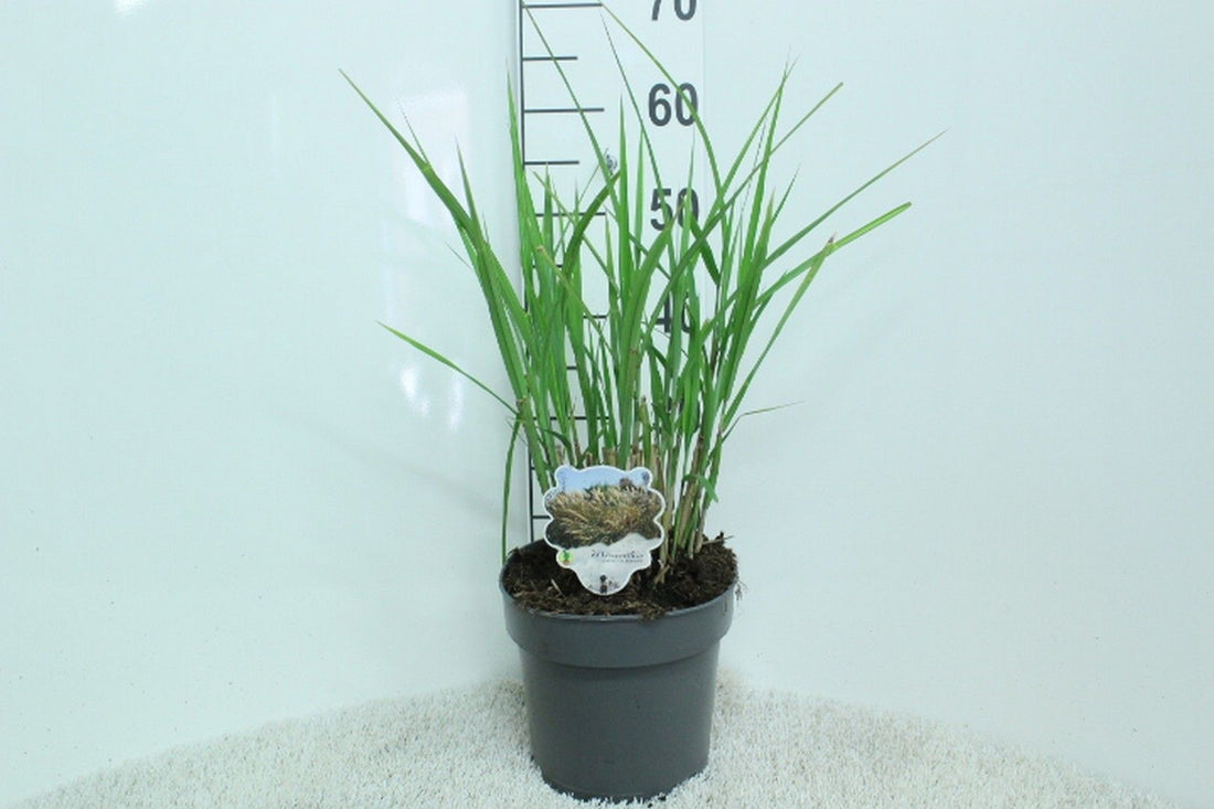 Miscanthus sin. &
