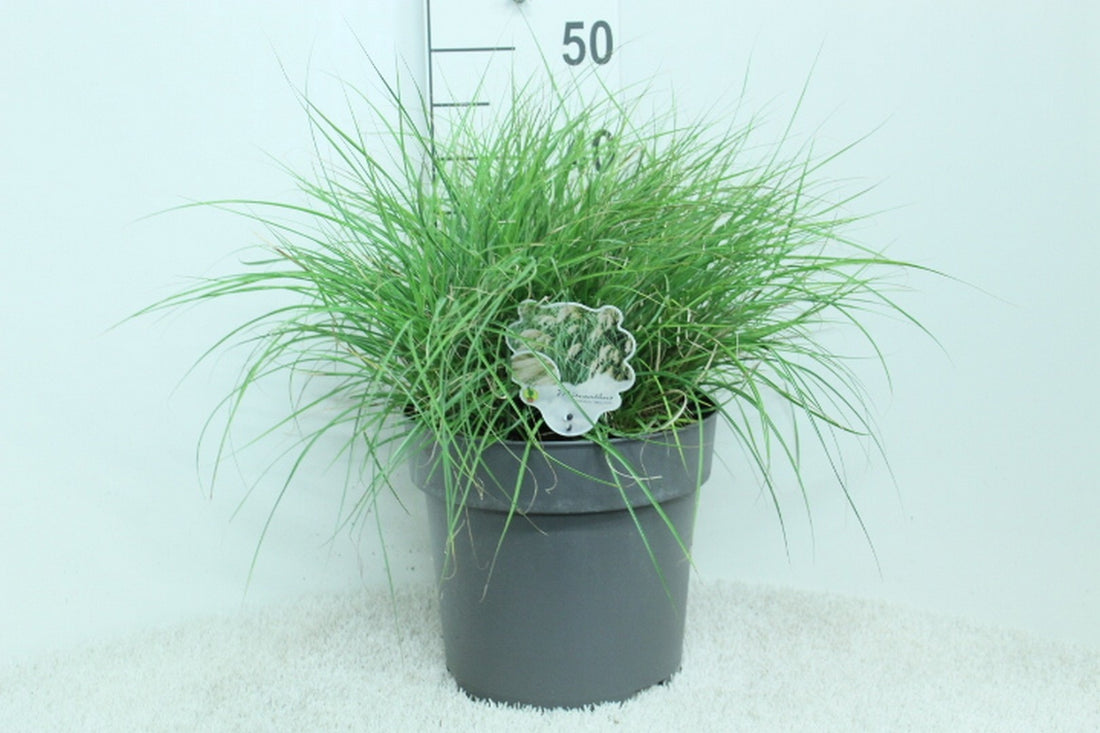 Miscanthus sin. &