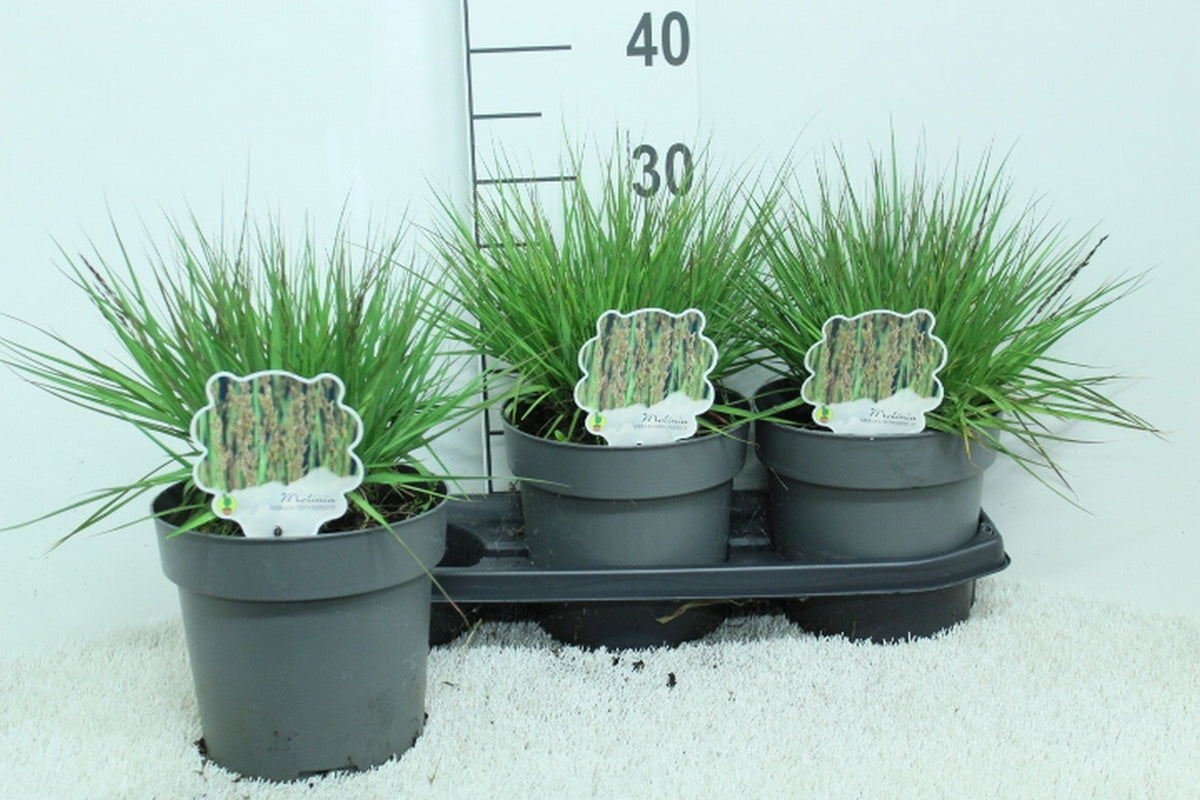 Molinia caerulea &