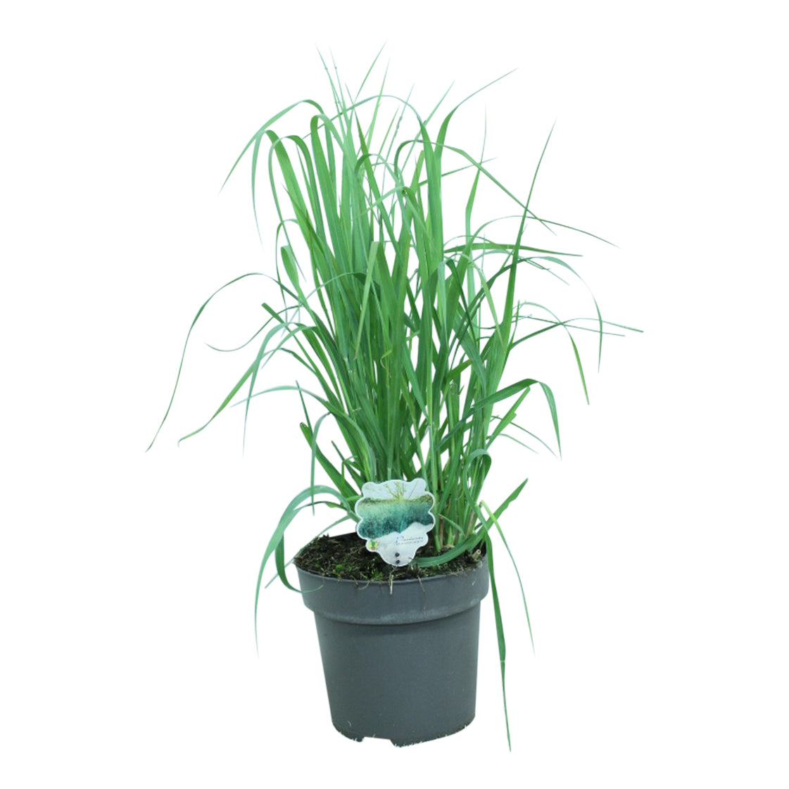 Jungfruhirs virgatum &