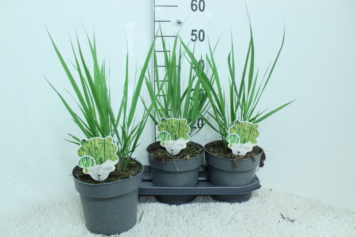 Jungfruhirs virgatum &