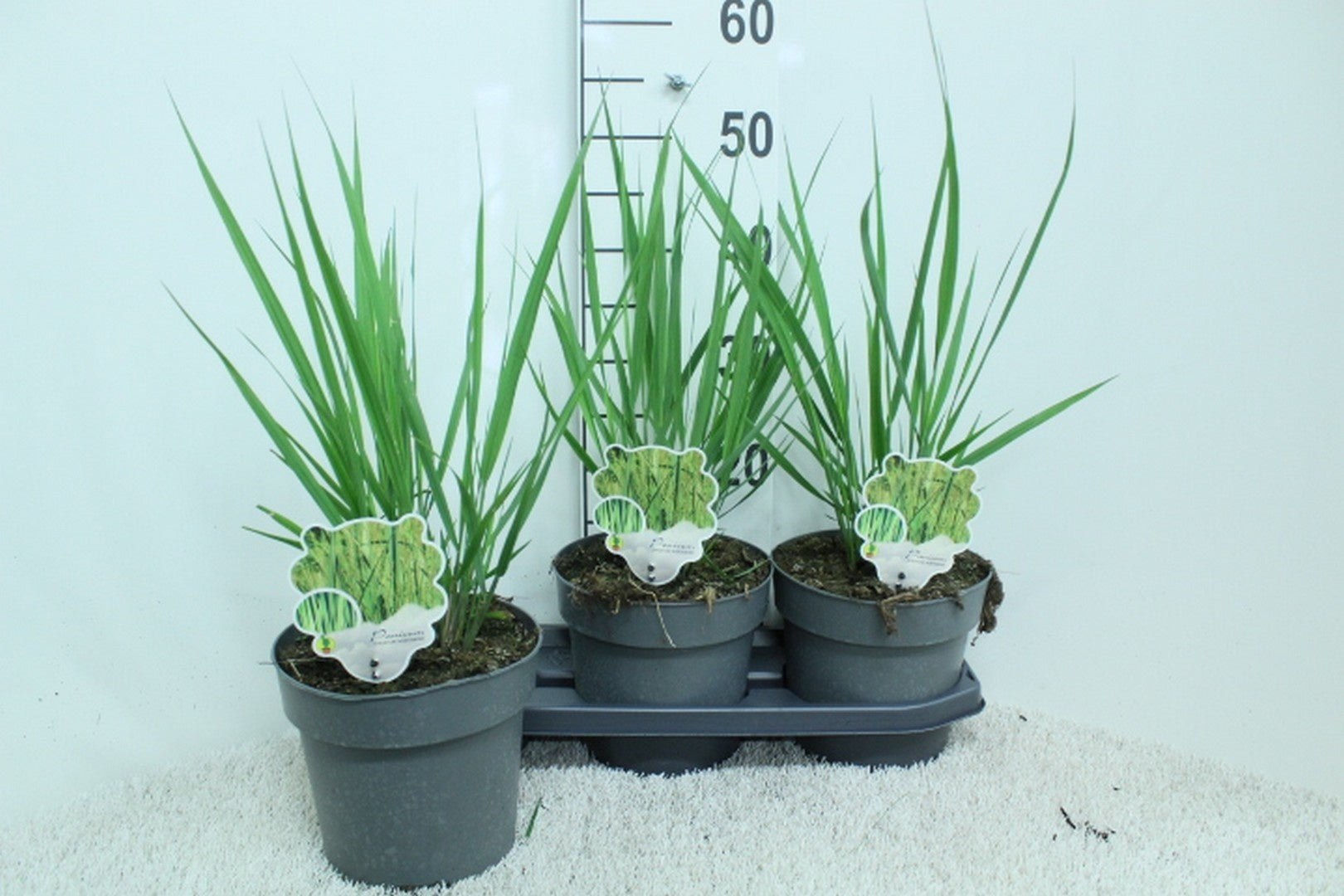 Jungfruhirs virgatum &