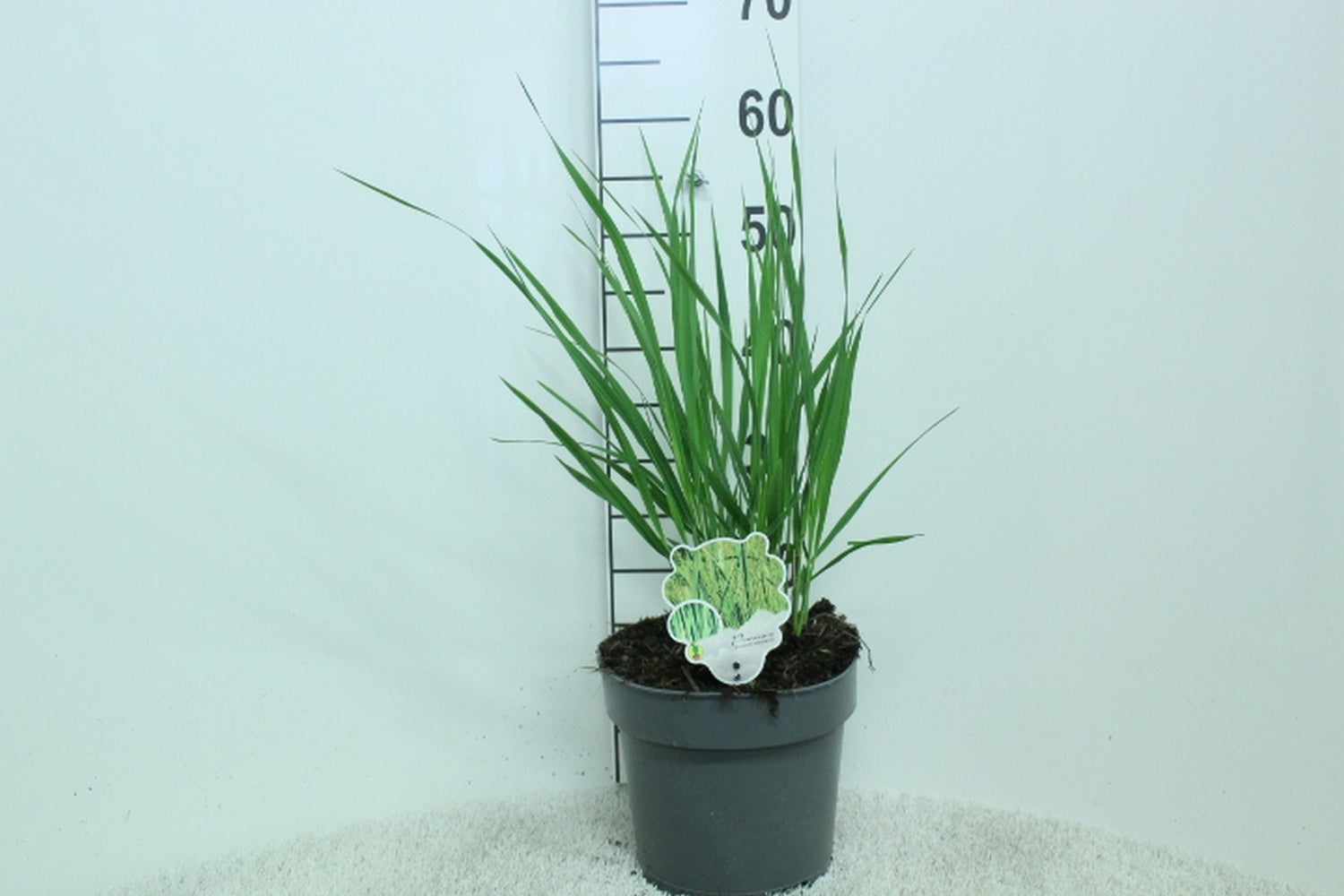 Jungfruhirs virgatum &