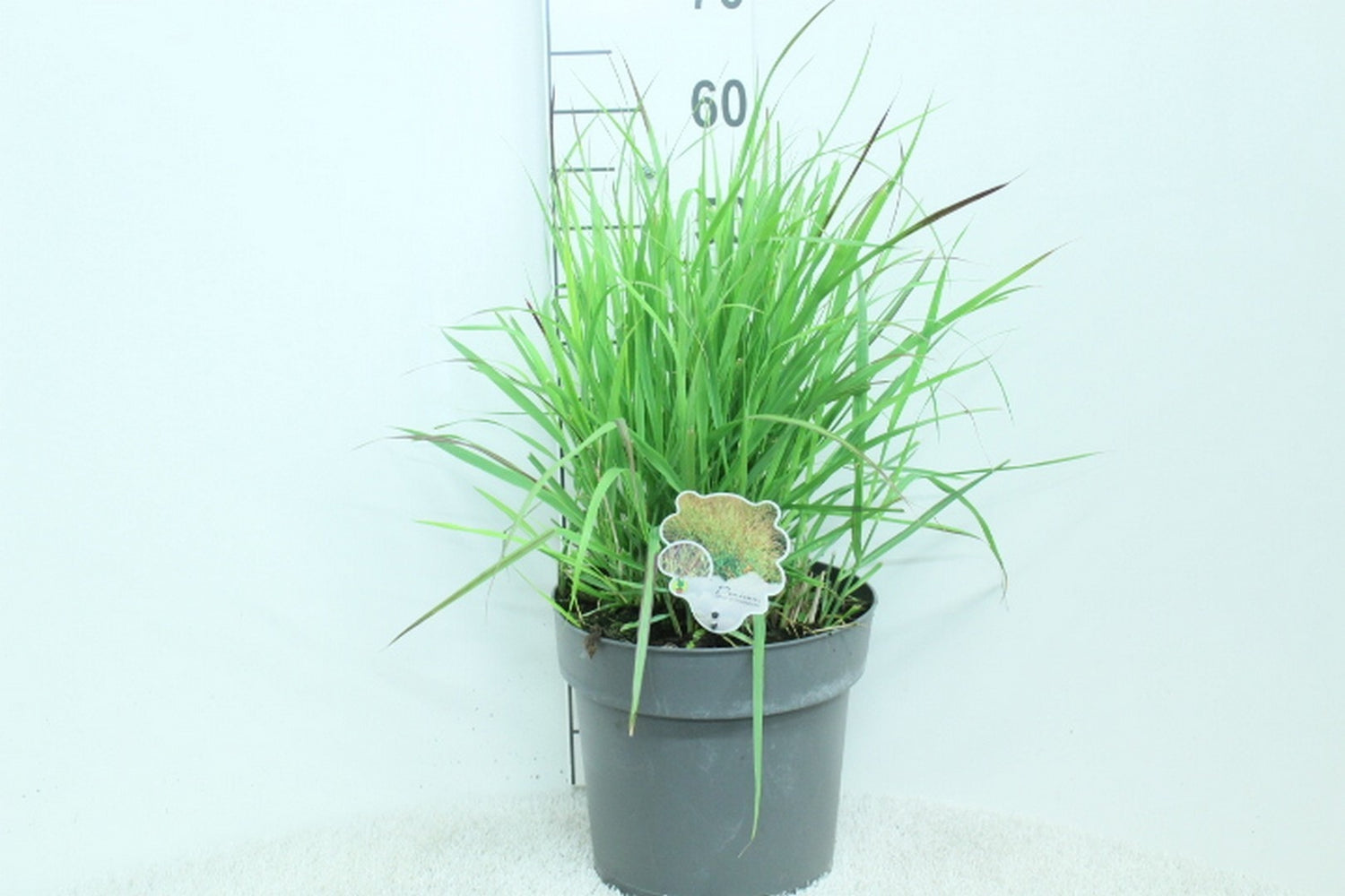 Jungfruhirs virgatum &