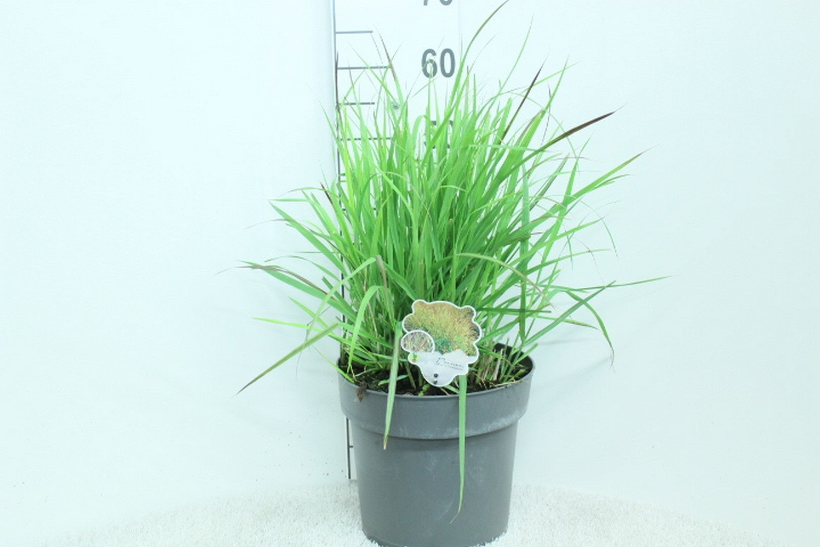 Jungfruhirs virgatum &