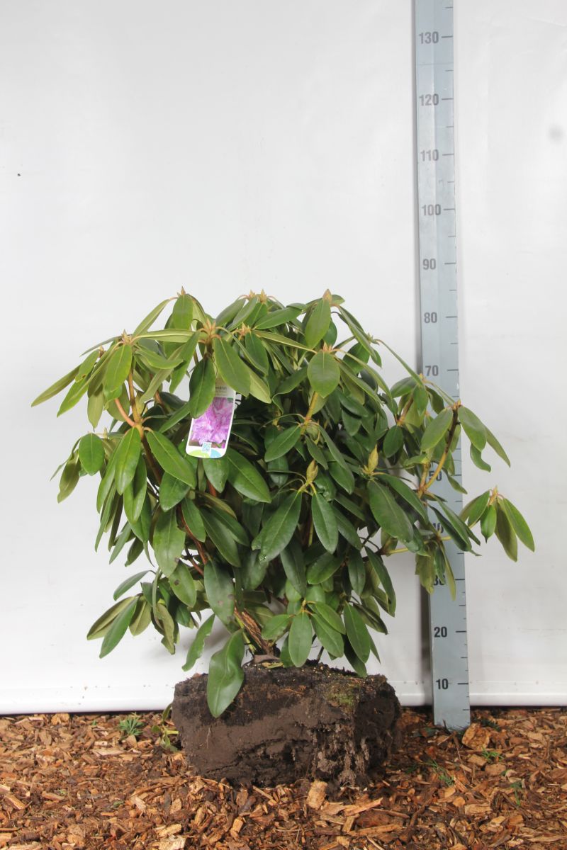 Rododendron &