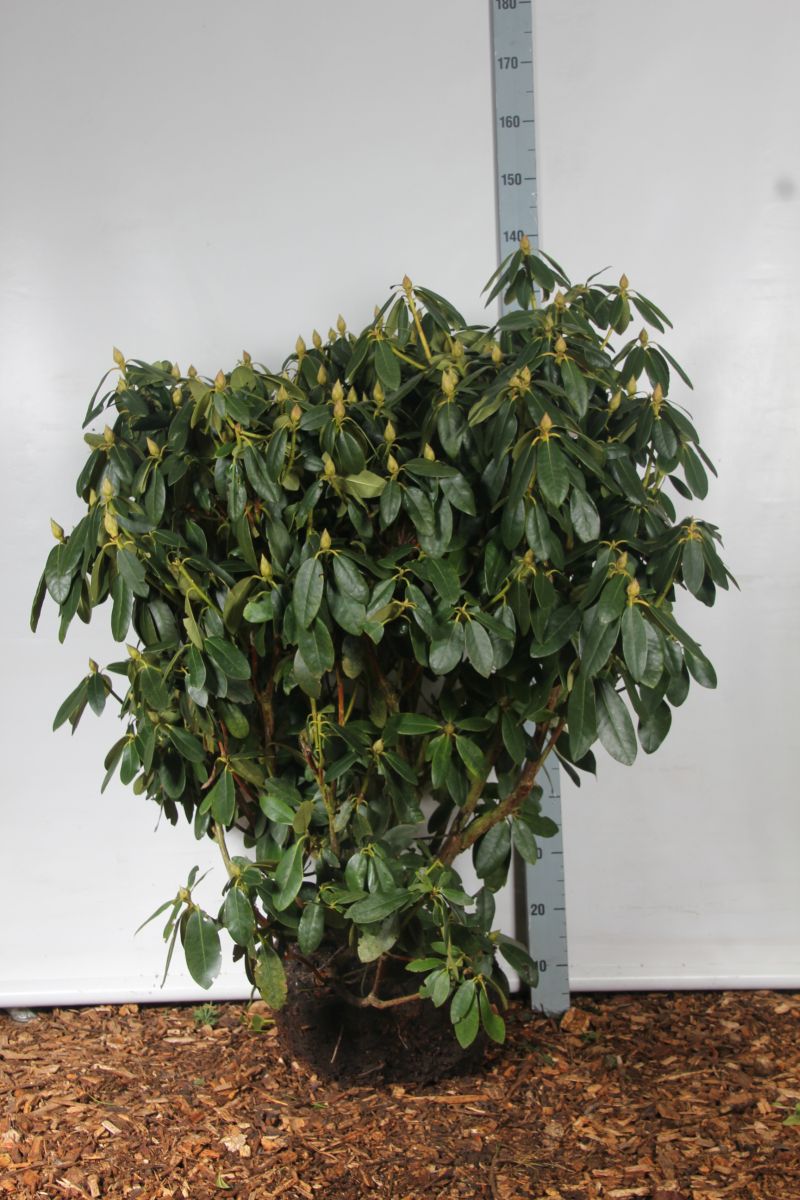 Rododendron &