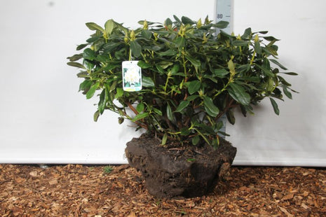 Rhododendron 'Cunningham's White'