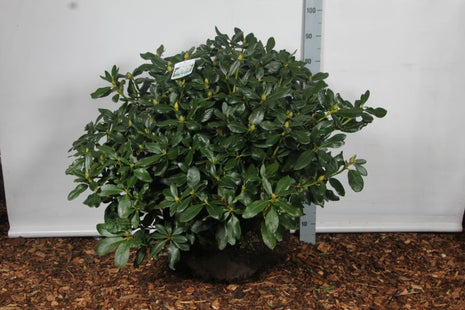 Rhododendron 'Cunningham's White'