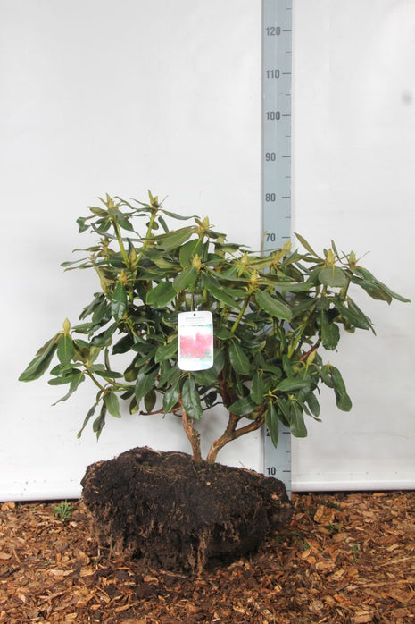 Rhododendron 'Nova Zembla'