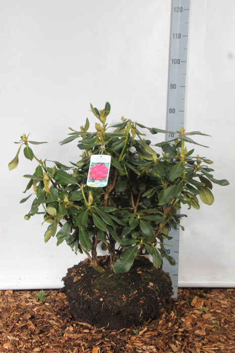 Rhododendron 'Nova Zembla'