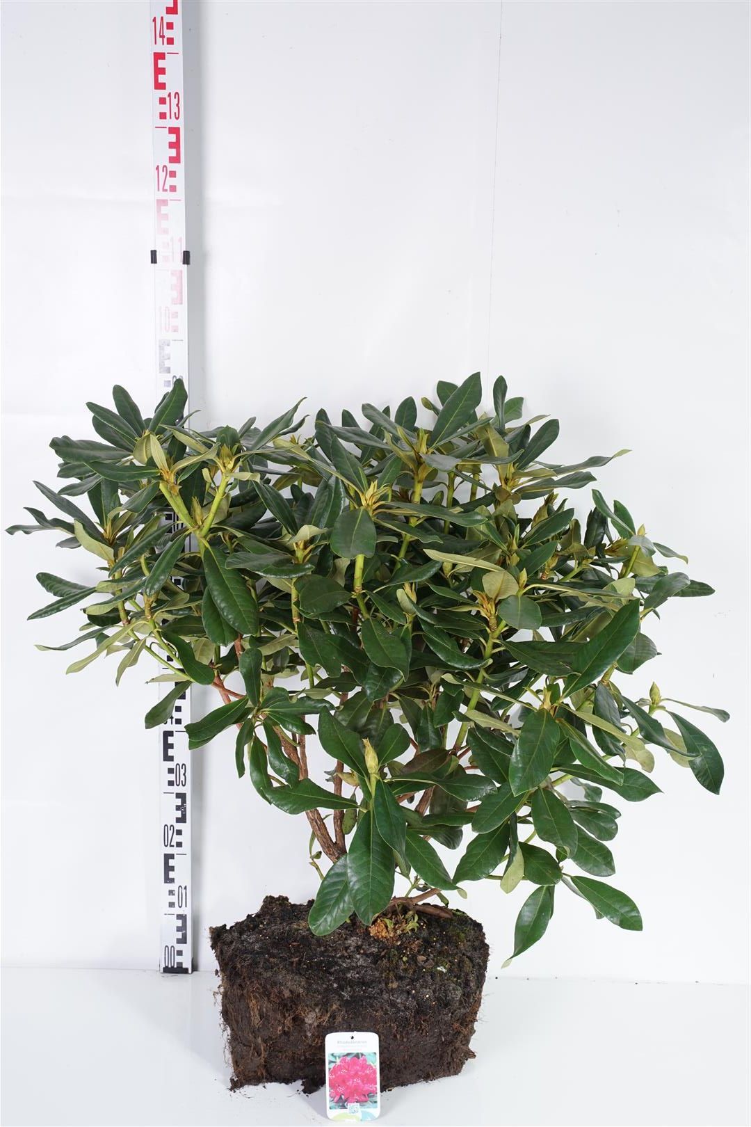 Rododendron &