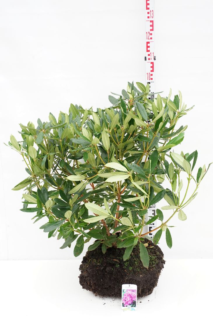 Rododendron ponticum - 80-90 CM RB