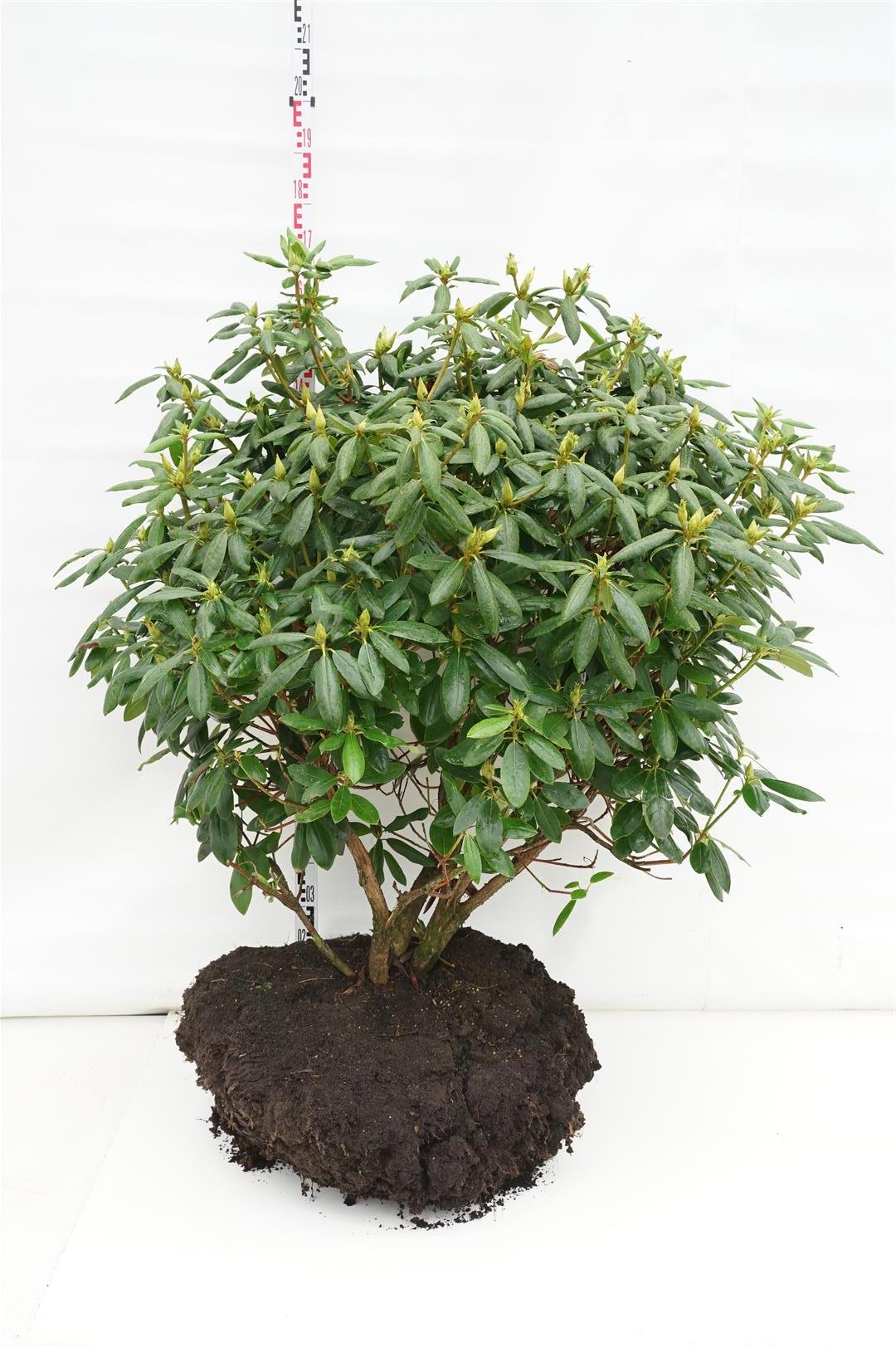 Rododendron &