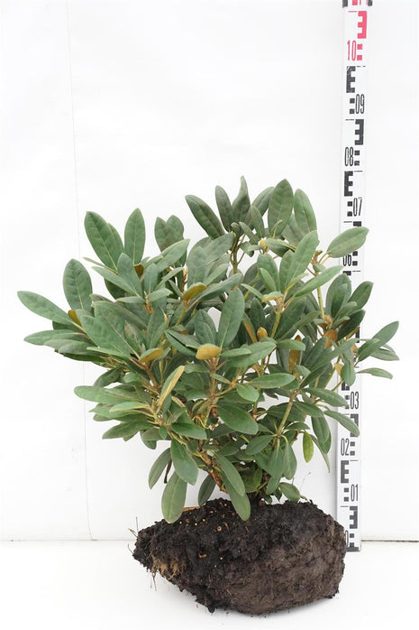 Rhododendron (Y) 'Silberwolke'