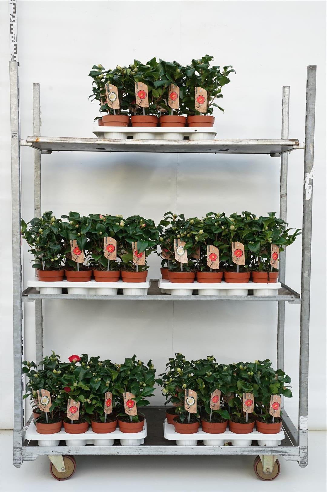 Kamelia in cultivars - C1/P13