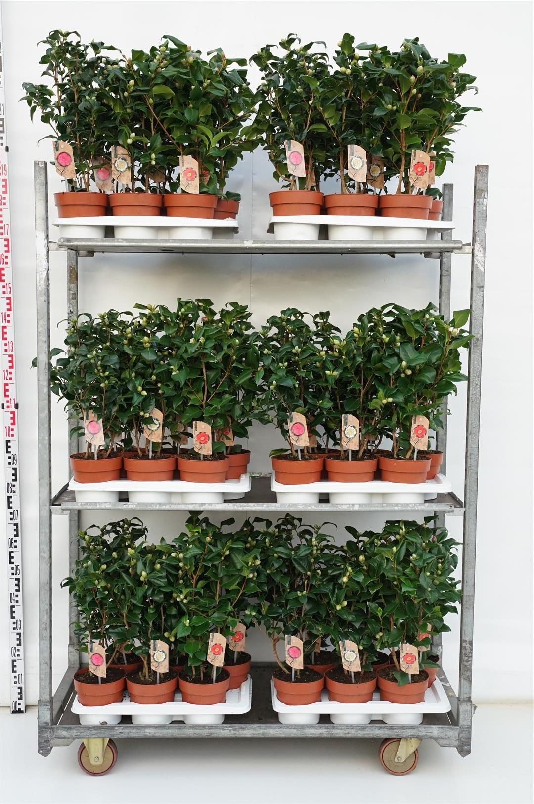 Kamelia in cultivars - C2/P17