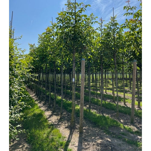 Valnöt -  Juglans regia  - Stammens omkrets 20-25 cm, höjd 4-4,5 meter,   HS, COCO