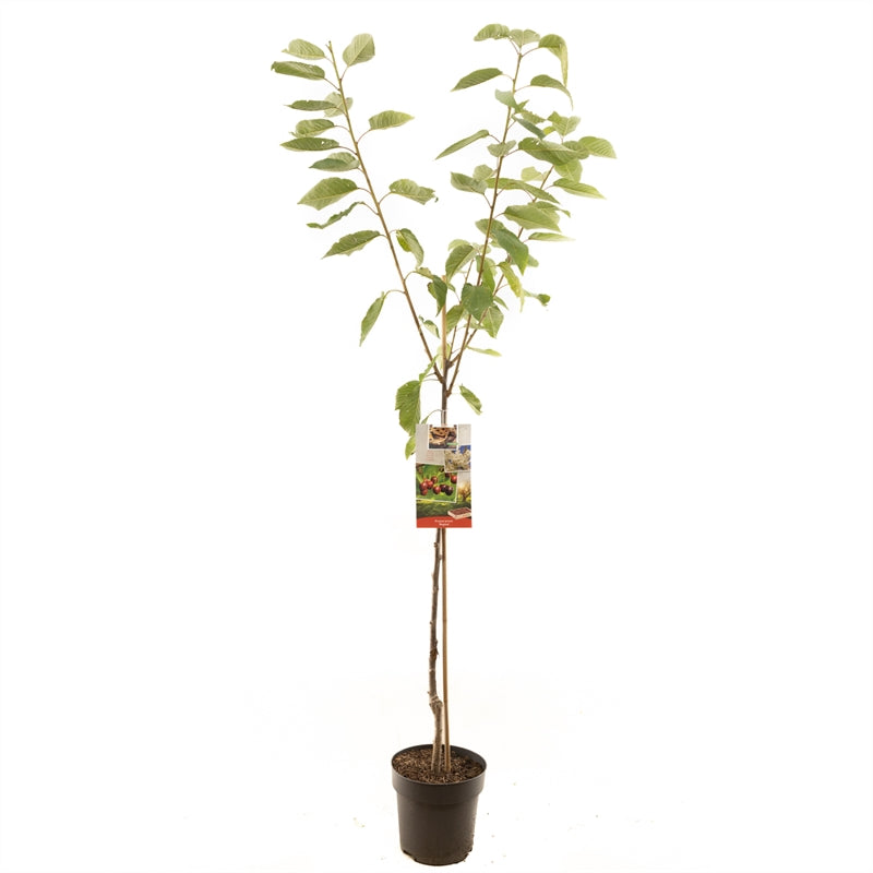 Körsbär - Prunus avium &