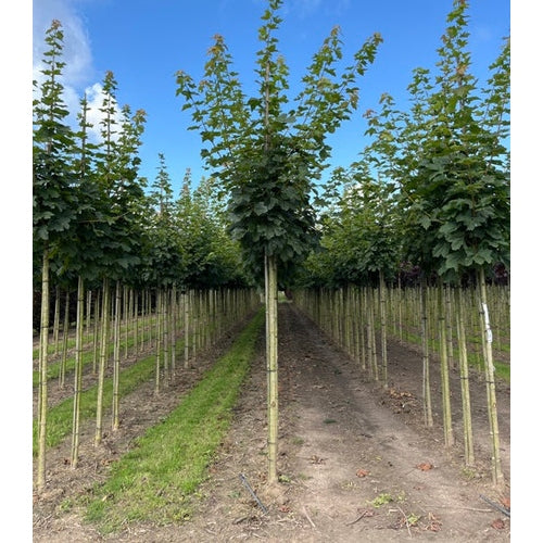 Skogslönn - Acer platanoides 'Farlake's Green'  - Stammens omkrets 16-18 cm, höjd 3,5-4 meter,   HS,