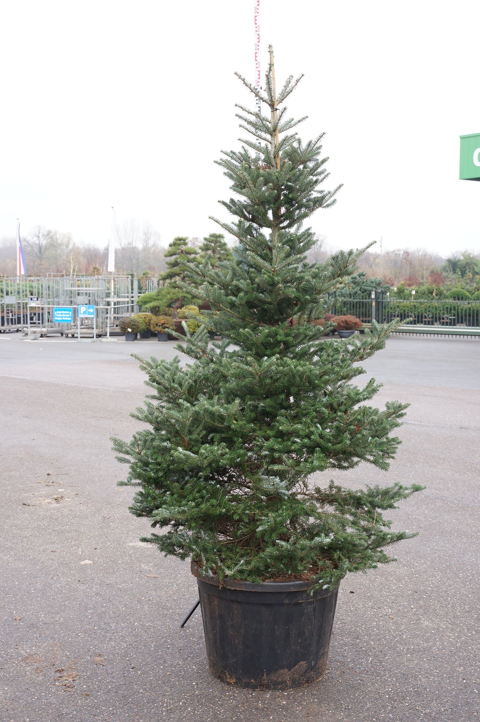 Silvergran koreana - C180 225-250 CM