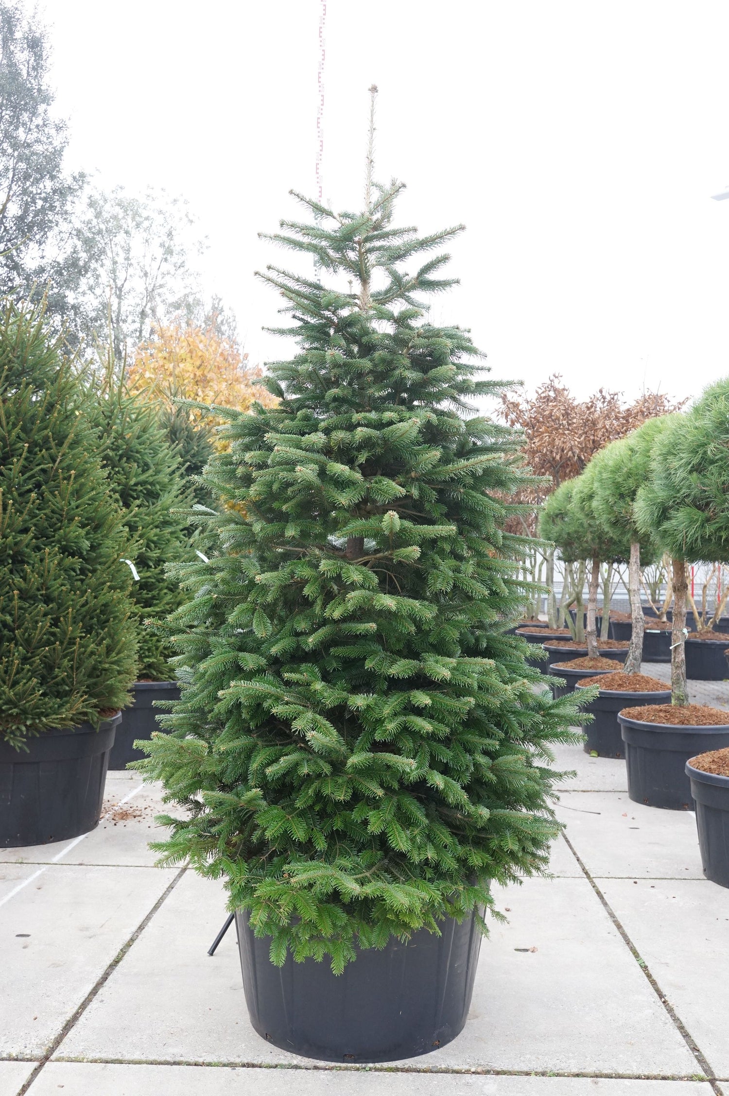 Silvergran nordmanniana - C285 225-250 CM SOL