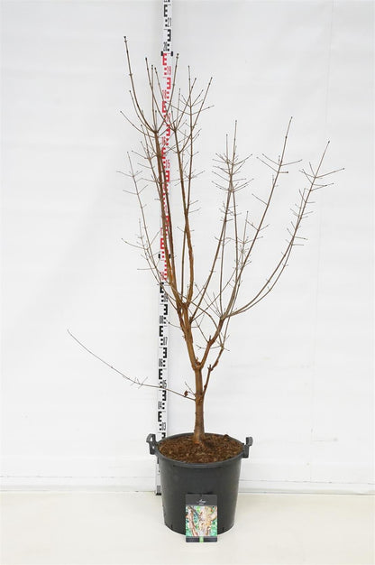 Acer griseum C30 (30 liters kruka) 150-175 cm EXTRA
