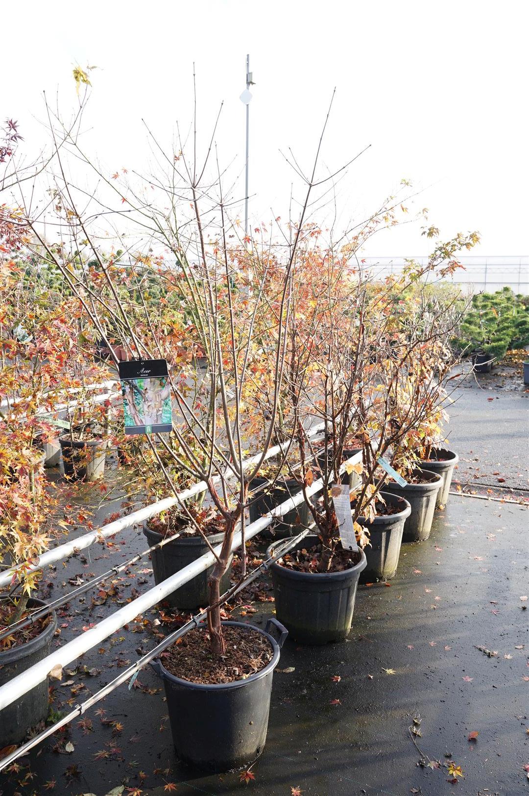 Acer griseum C30 (30 liters kruka) 150-175 cm Extra
