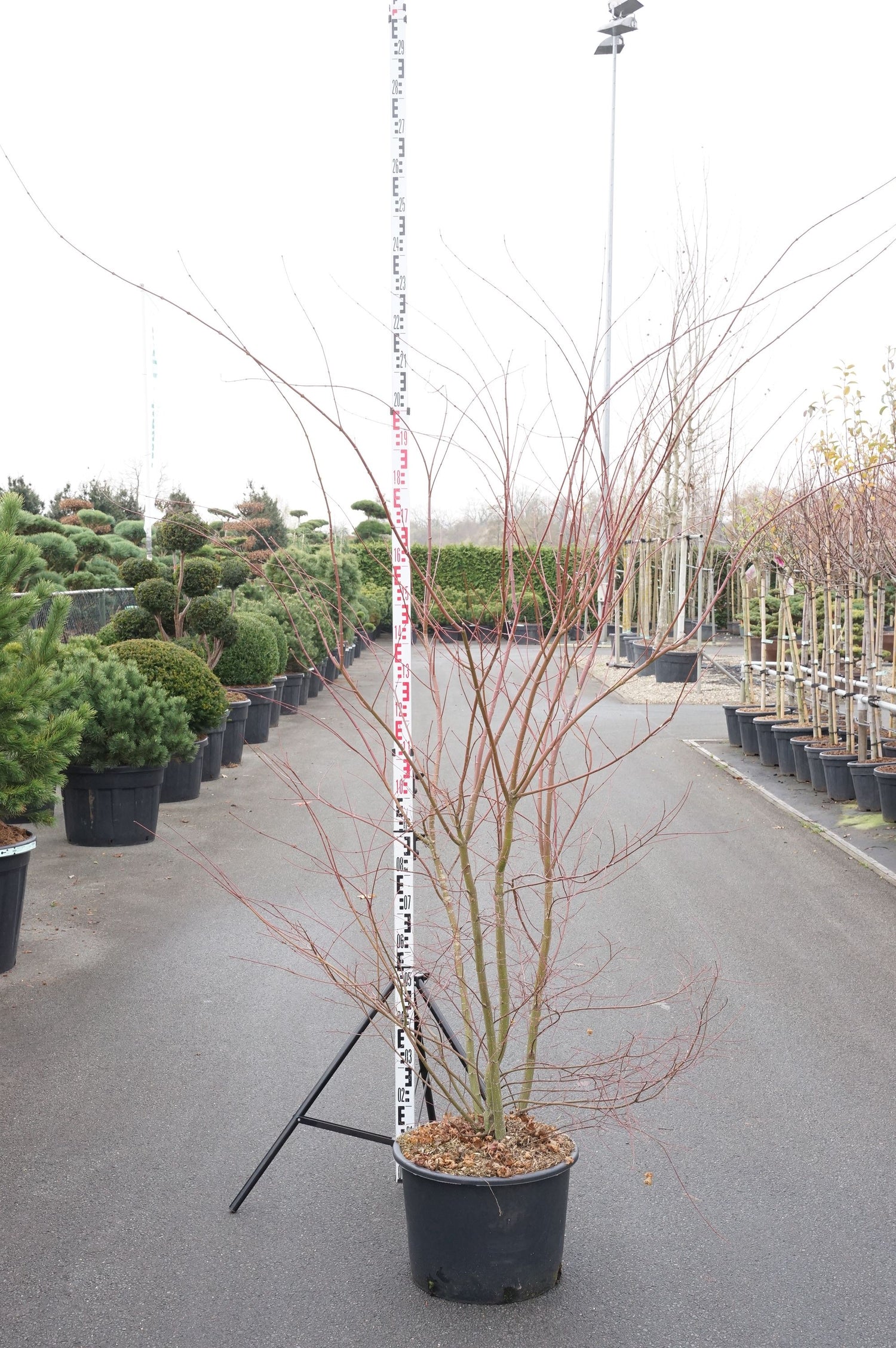 Lönn palmatum - C35 160-180 CM