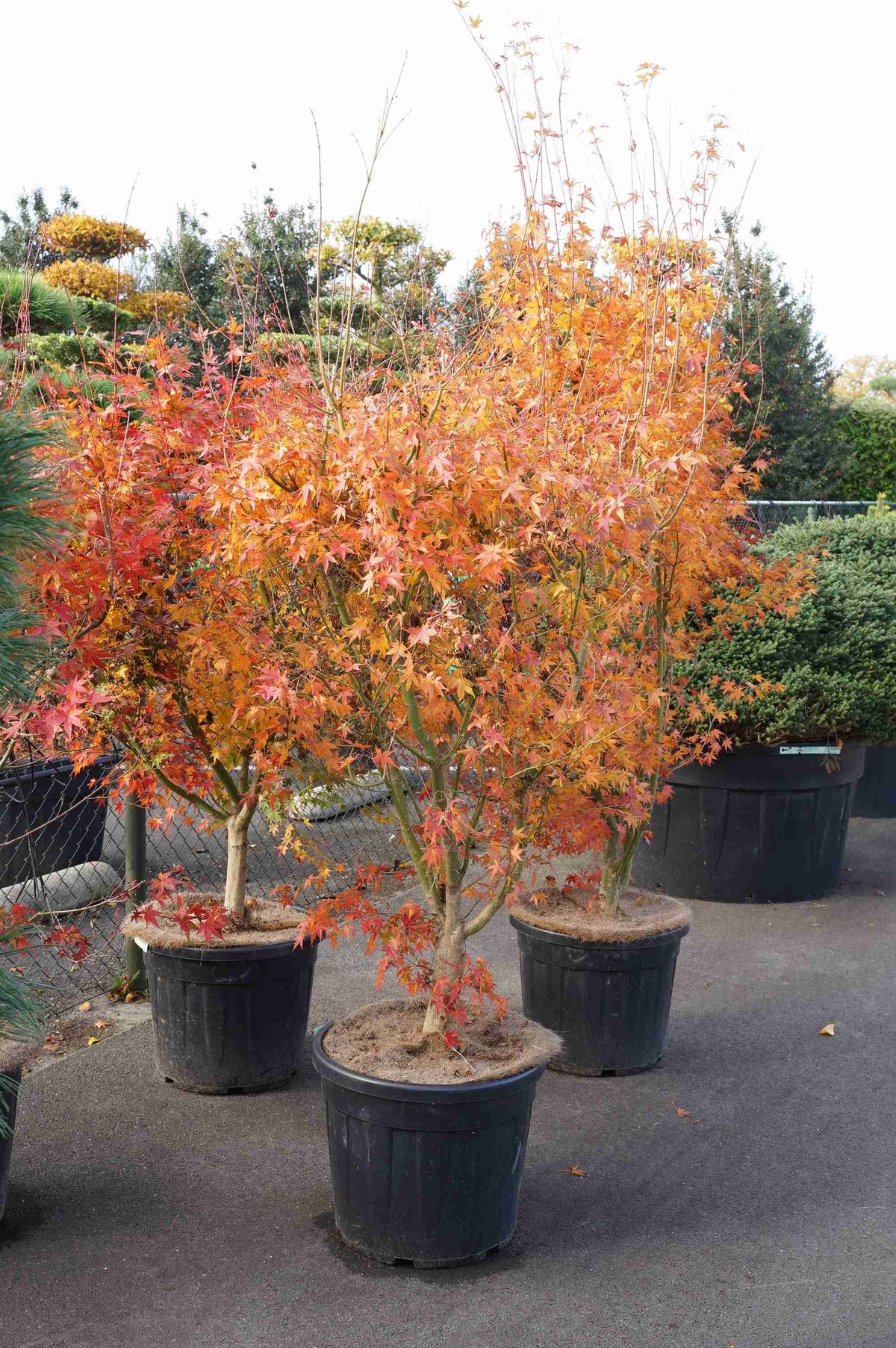 Acer palmatum 175-200 cm C50 (50 liters kruka)