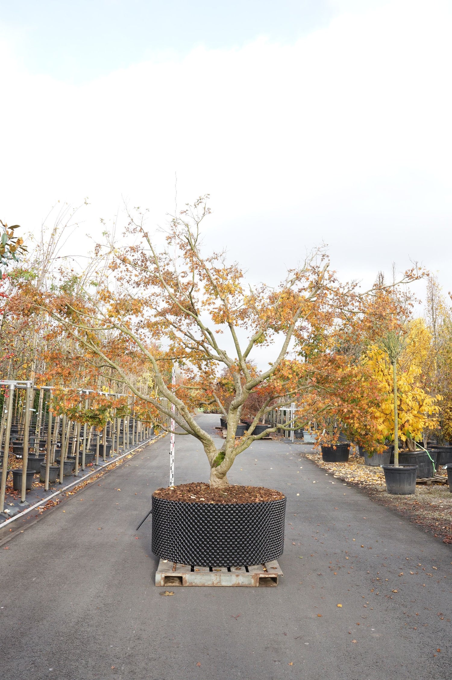 Lönn palmatum - 300-350 CM SOL WRB