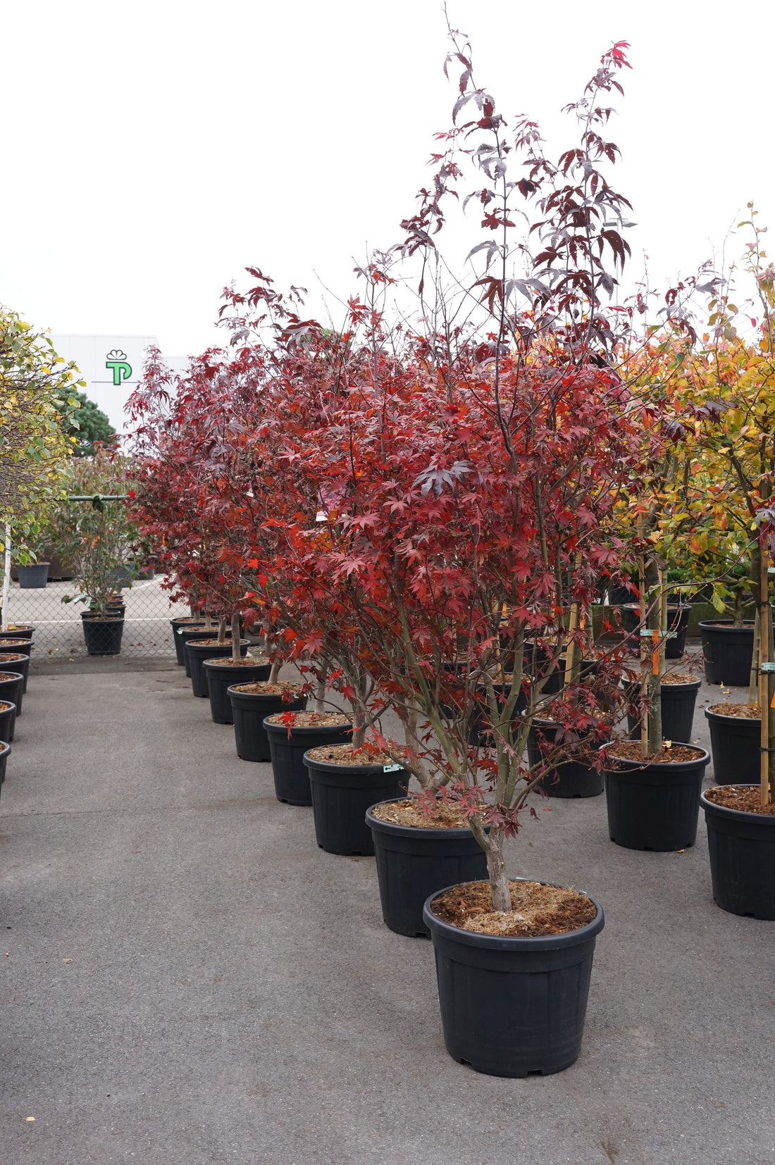Acer palmatum &