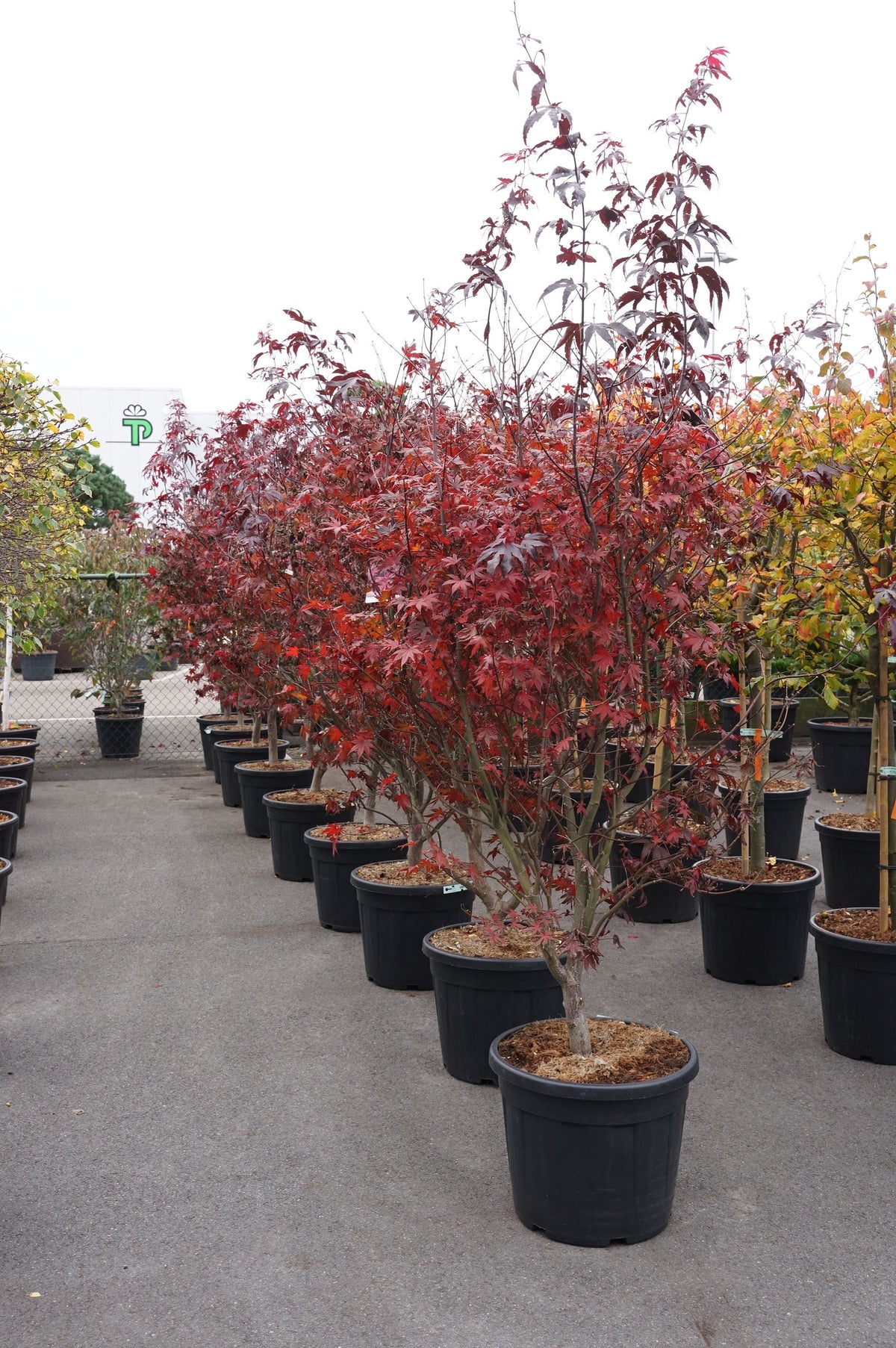 Acer palmatum &