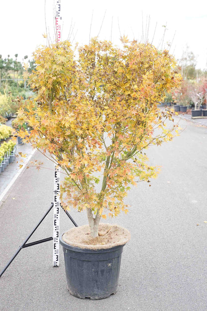 Acer palmatum &