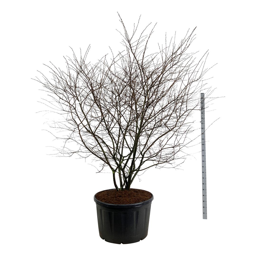 Häggmispel lamarckii - C285 225-250 CM SOL
