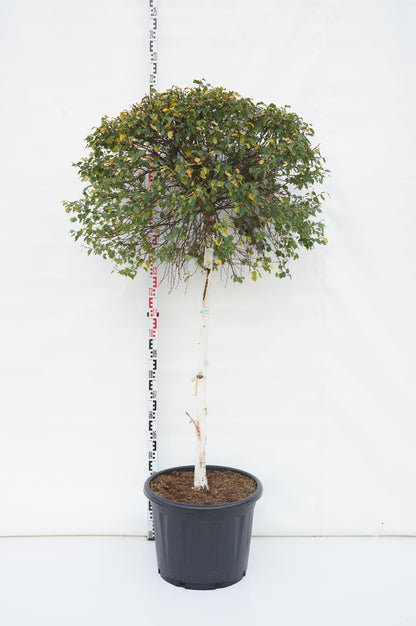 Betula pendula &