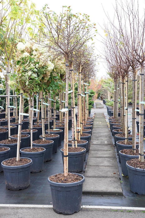 Betula p. 'Magical Globe'