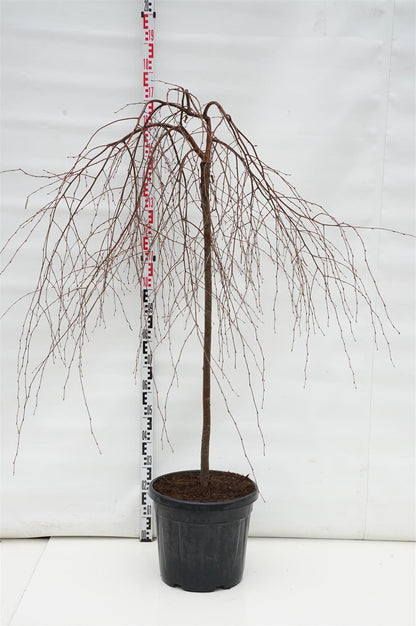 Betula pendula &