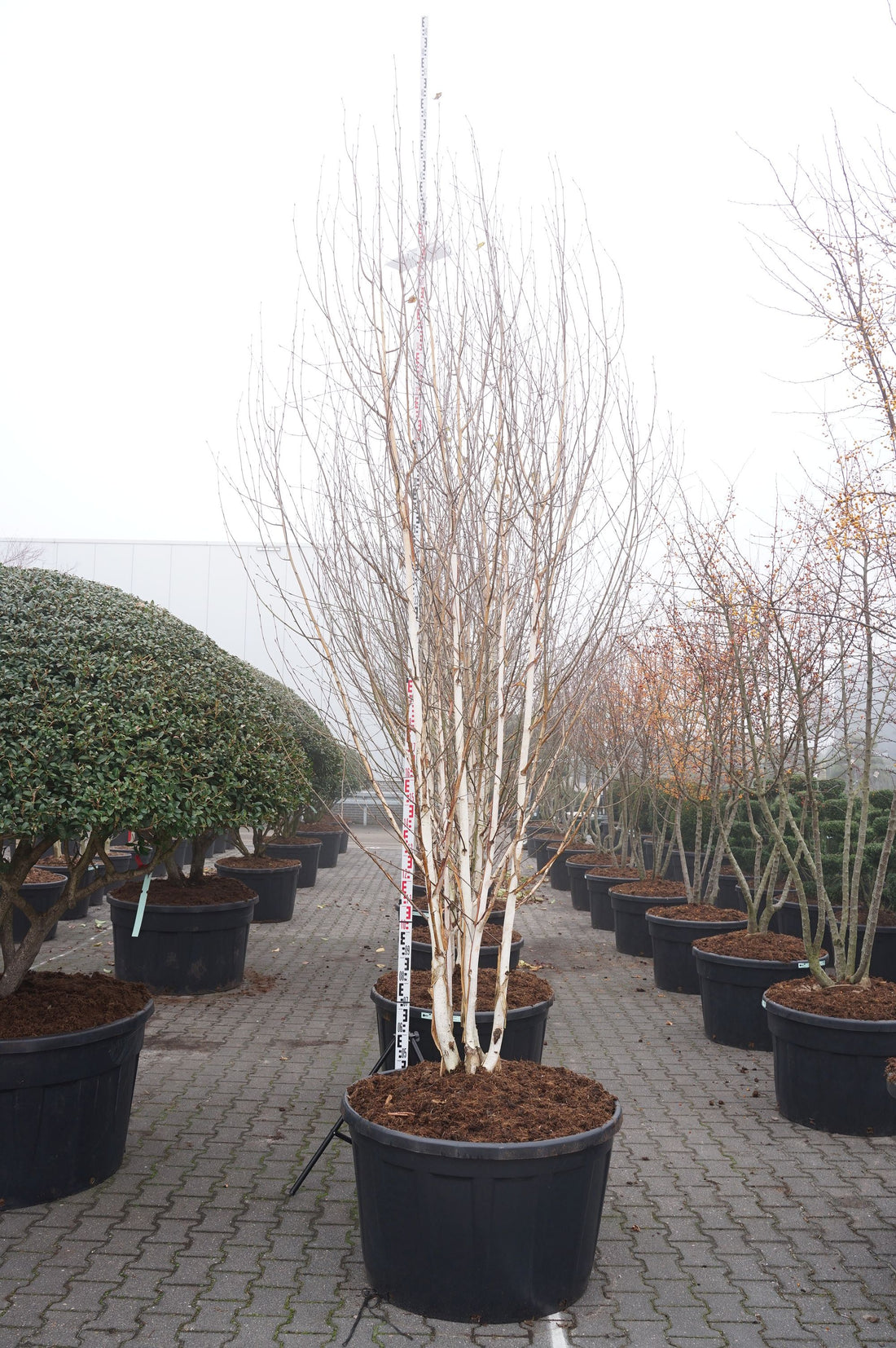 Buxbom sempervirens - BONSAI 100-125 C230