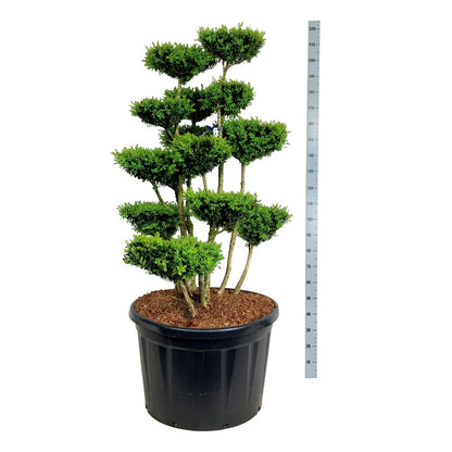 Buxus sempervirens Bonsai 125-150 cm C230 (230 liters kruka)