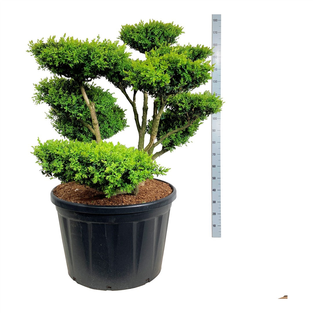Buxbom sempervirens - BONSAI 150-175 C230