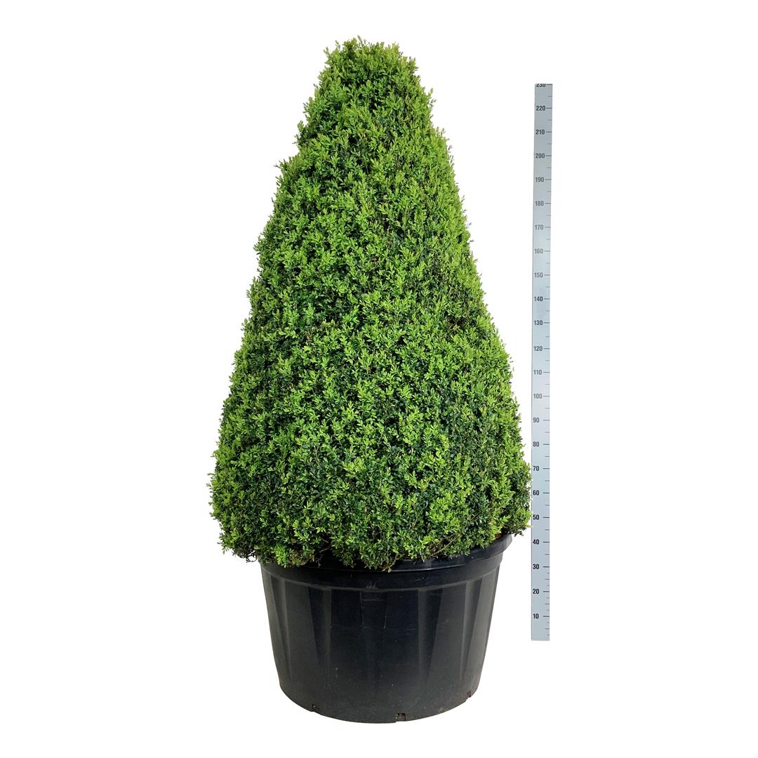 Buxbom sempervirens - 150-175 CM PIR C285