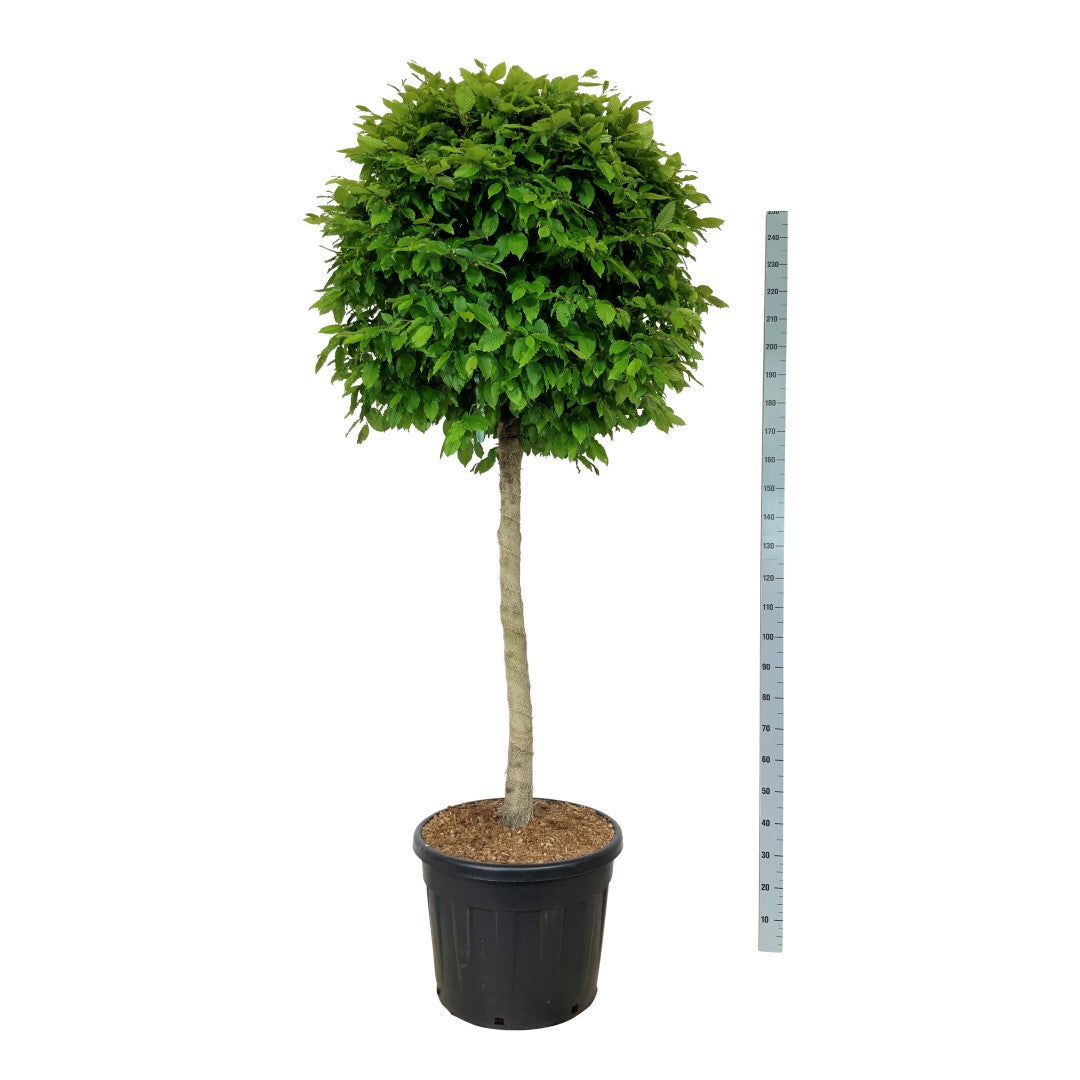 Avenbok betulus - 120 CM STEM C90